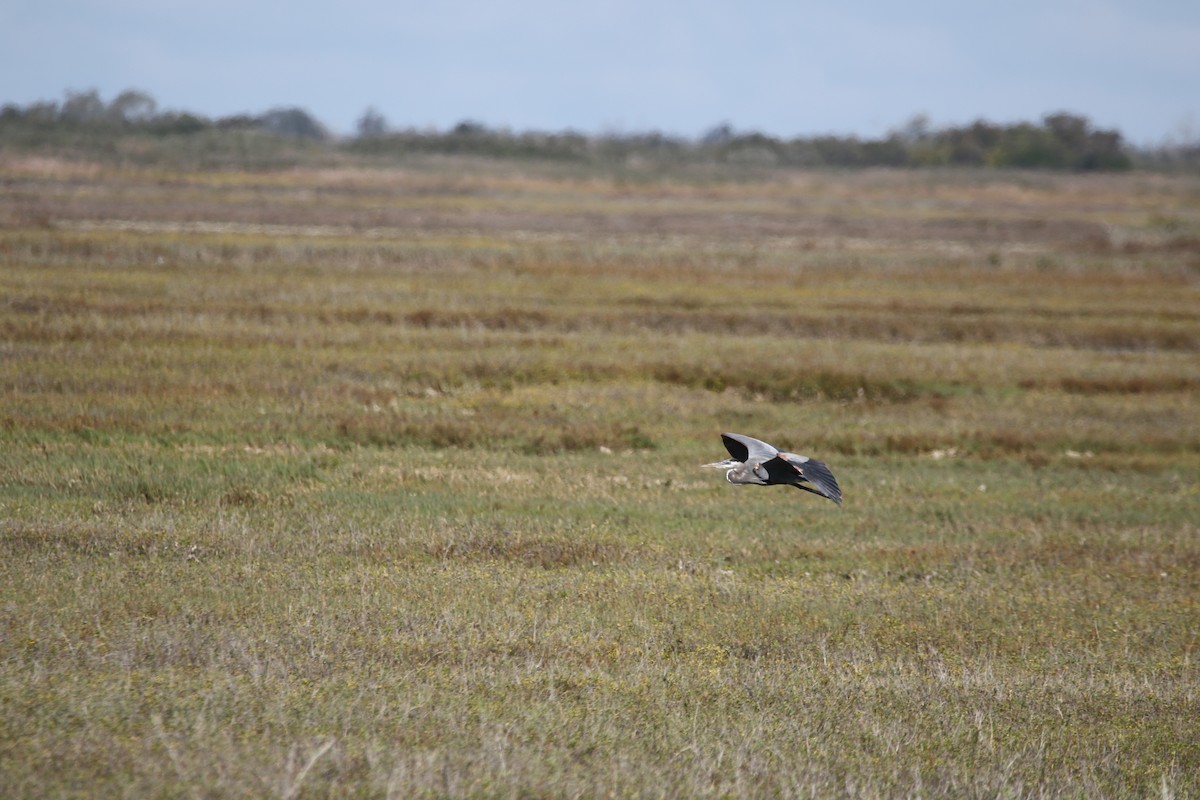 Great Blue Heron - ML645419564
