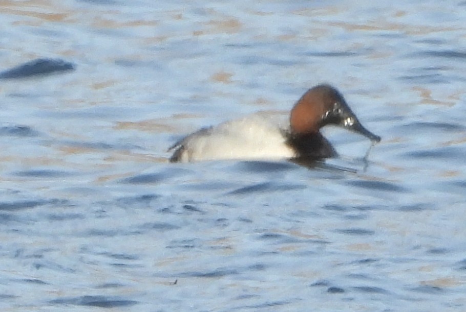Canvasback - ML645419566