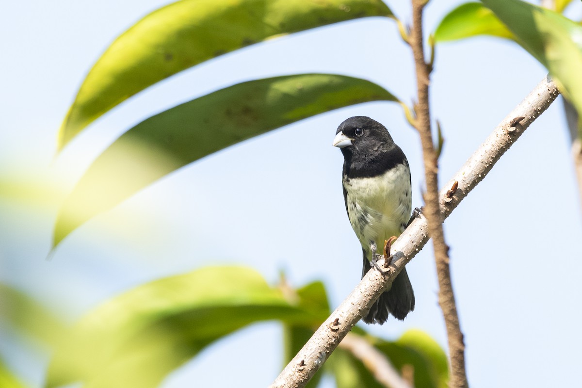 Yellow-bellied Seedeater - ML645419567