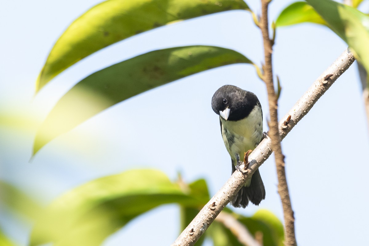 Yellow-bellied Seedeater - ML645419568