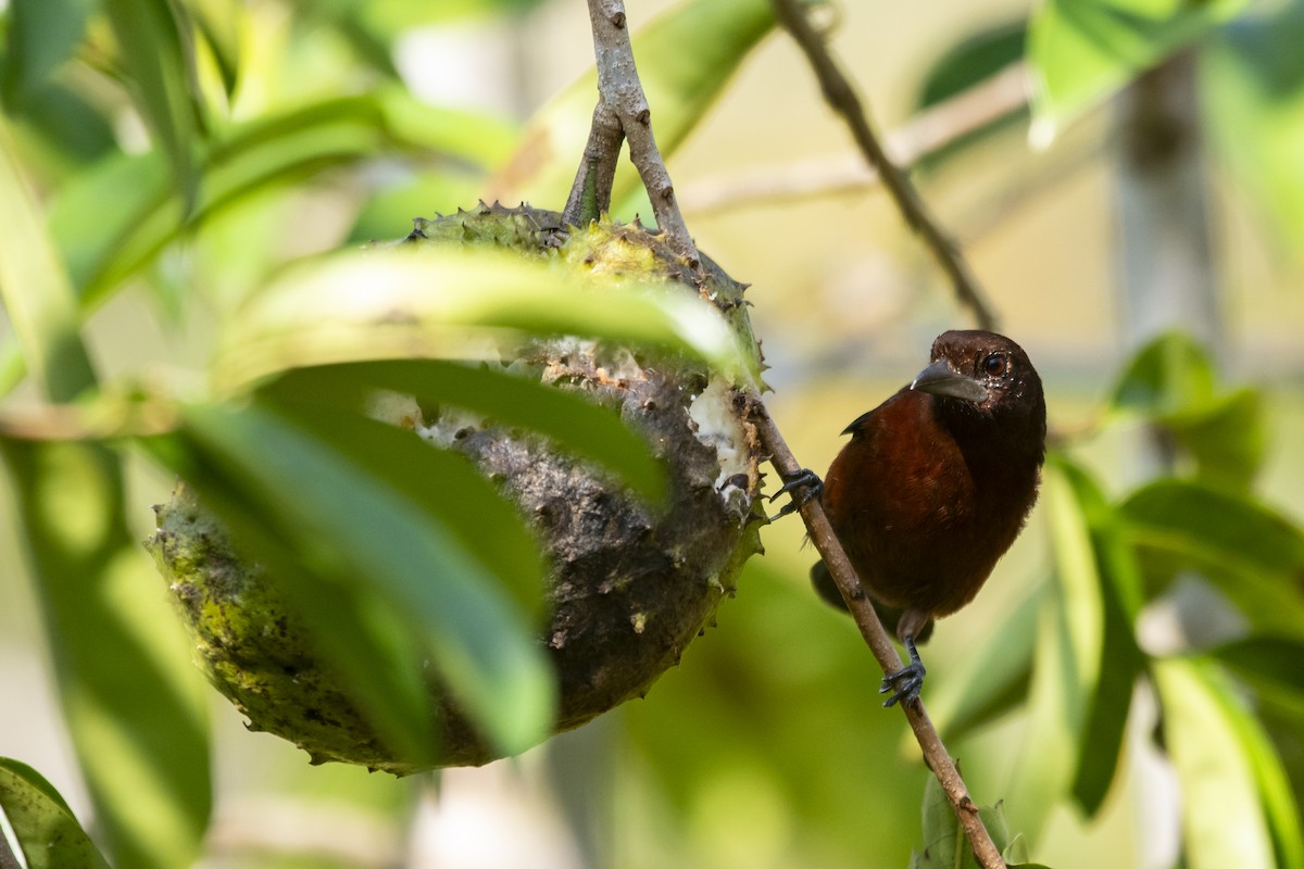Silver-beaked Tanager - ML645419571