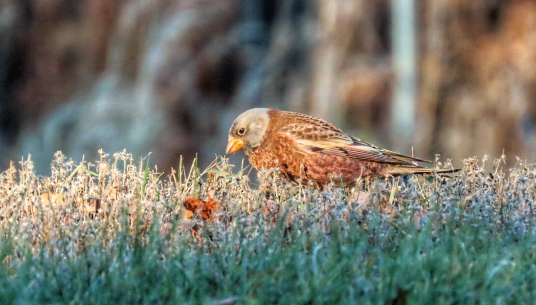 Gray-crowned Rosy-Finch (Hepburn's) - ML645419573