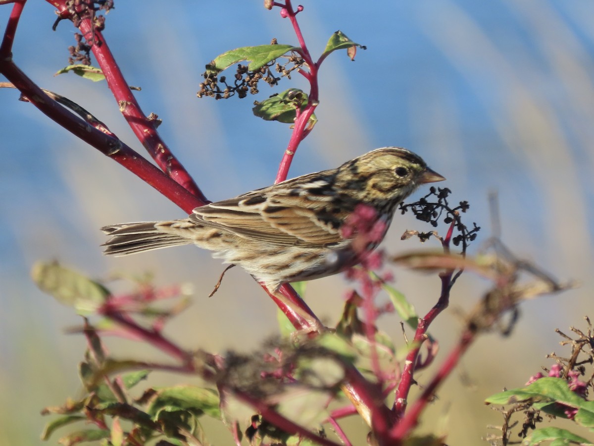 Пасовник савановий [група sandwichensis] - ML645419574