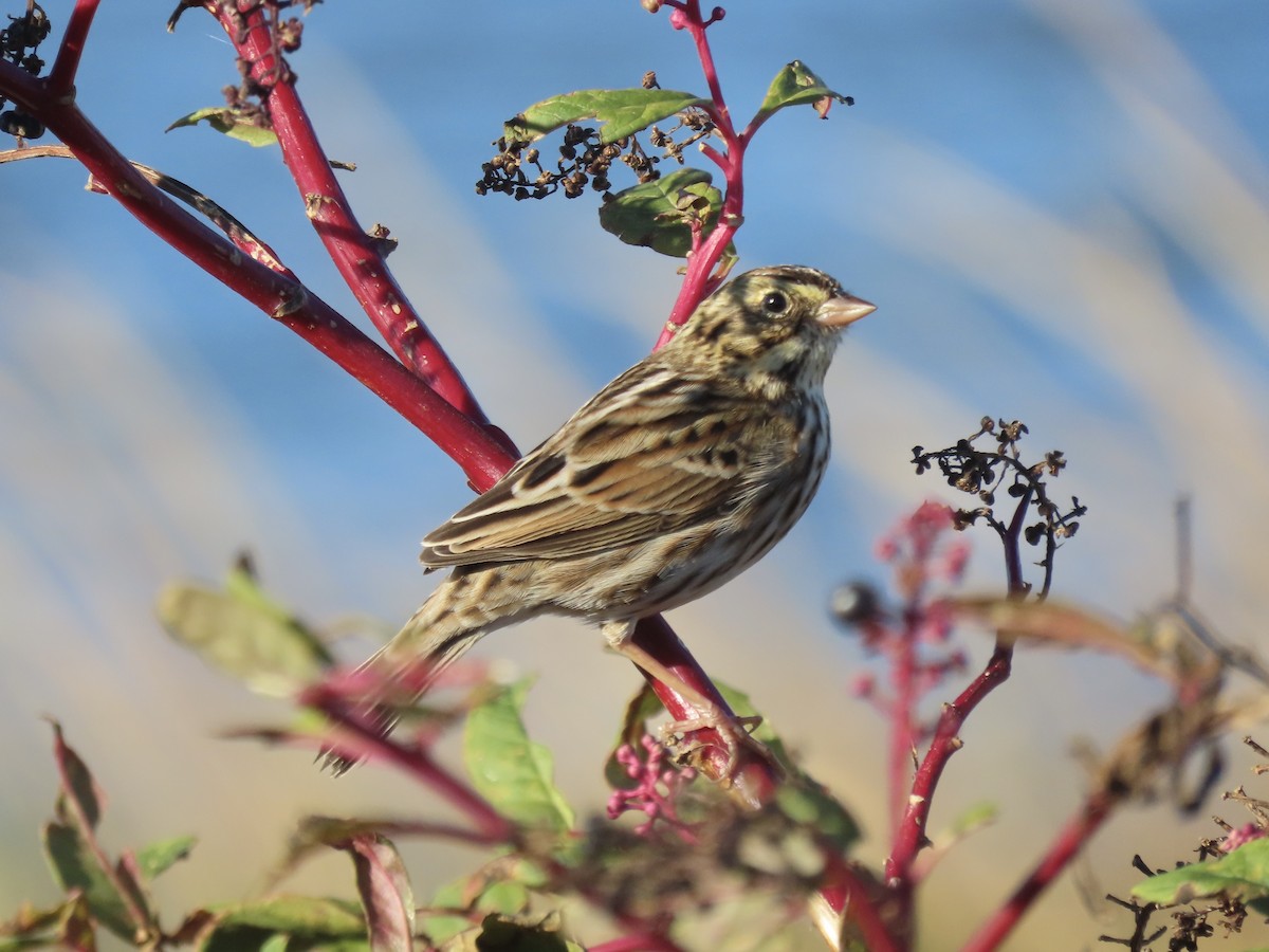 Пасовник савановий [група sandwichensis] - ML645419576