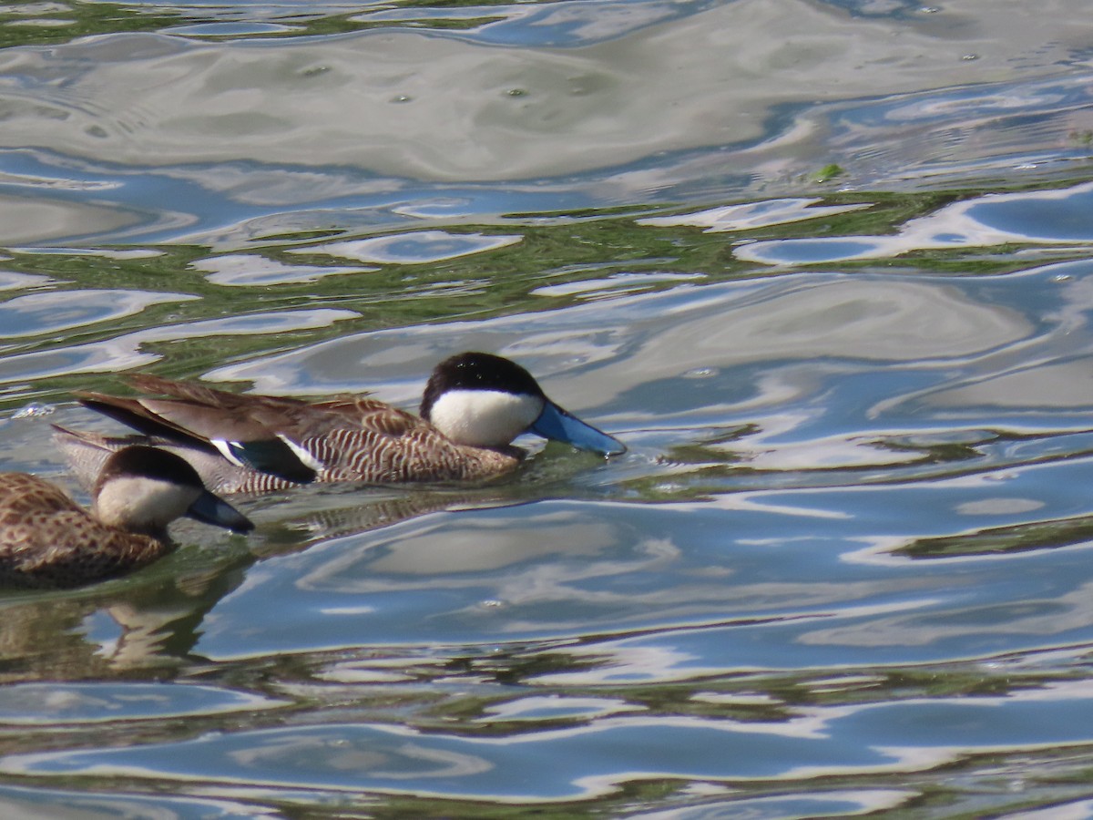 Puna Teal - ML645419590