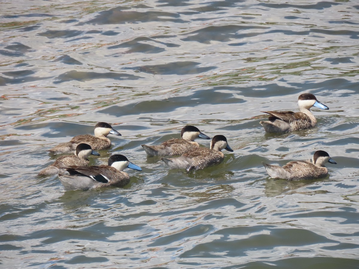 Puna Teal - ML645419591