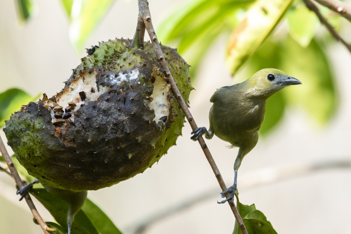 Tangara Palmera - ML645419596