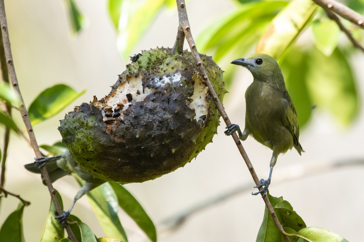 Tangara Palmera - ML645419597