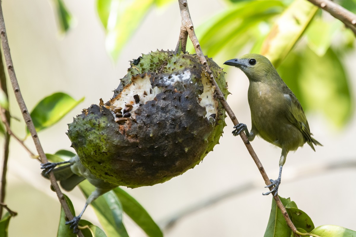 Tangara Palmera - ML645419598