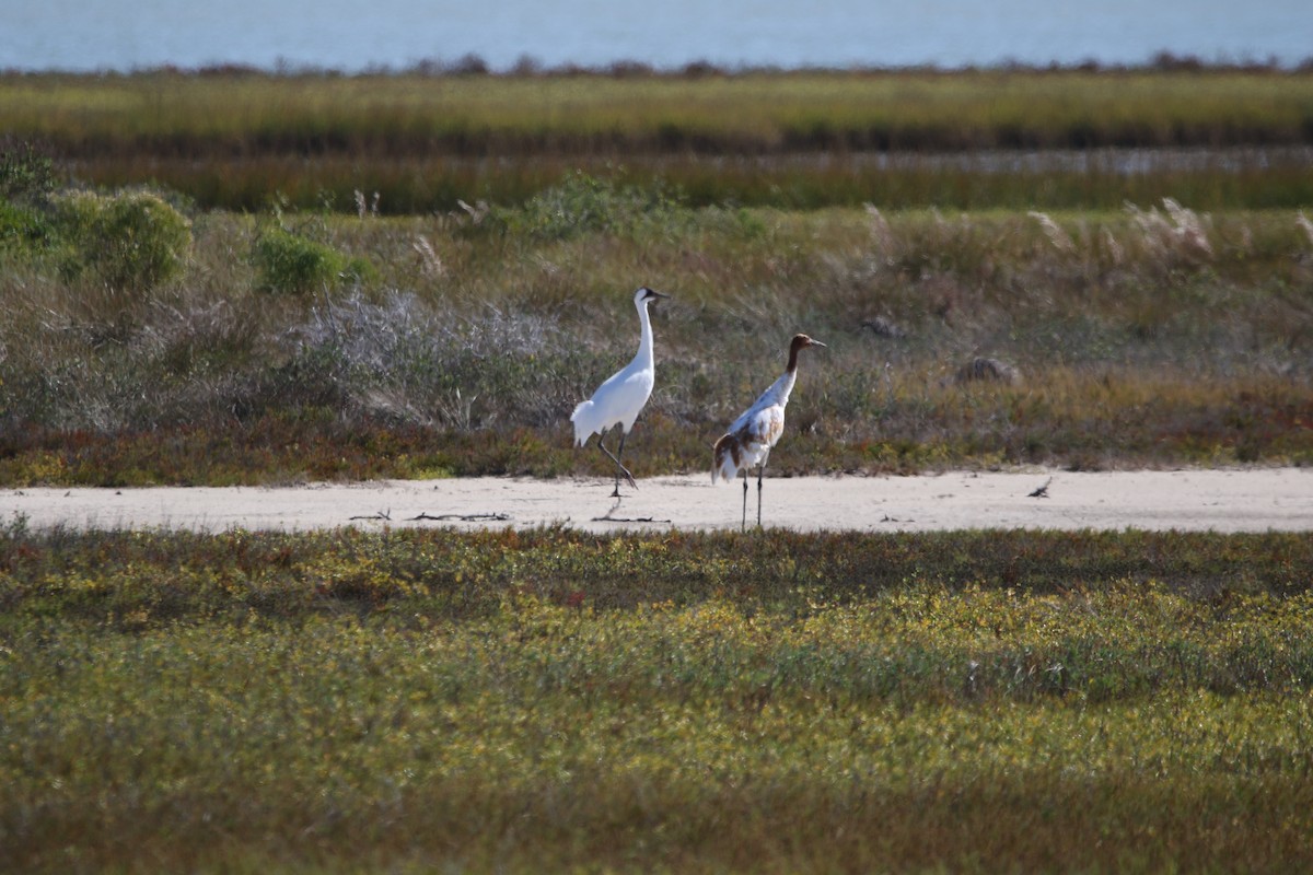 Whooping Crane - ML645419599