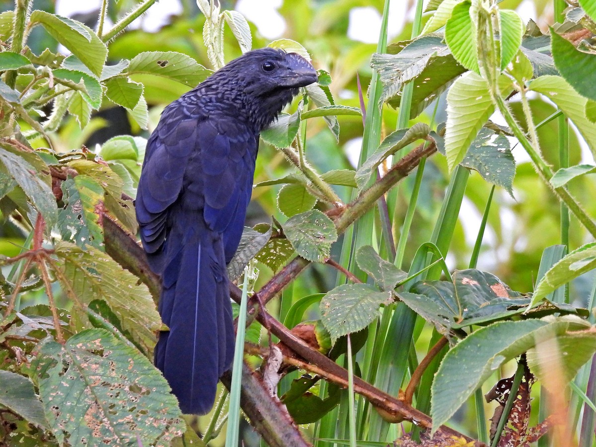 Smooth-billed Ani - ML645419600