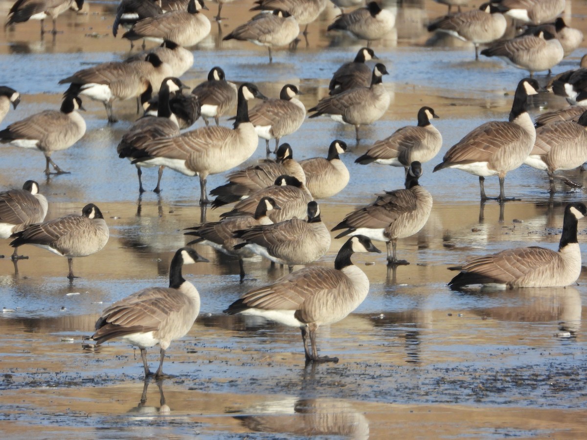 小加拿大雁 - ML645419602