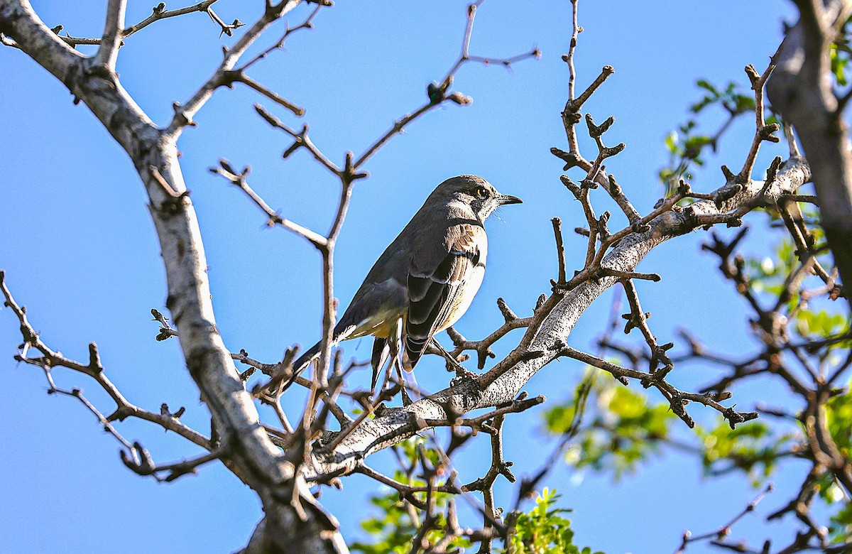 חקיינית צפונית - ML645419603