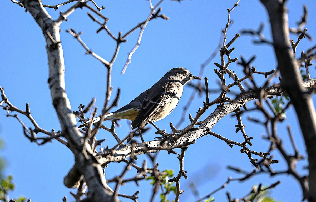 חקיינית צפונית - ML645419604