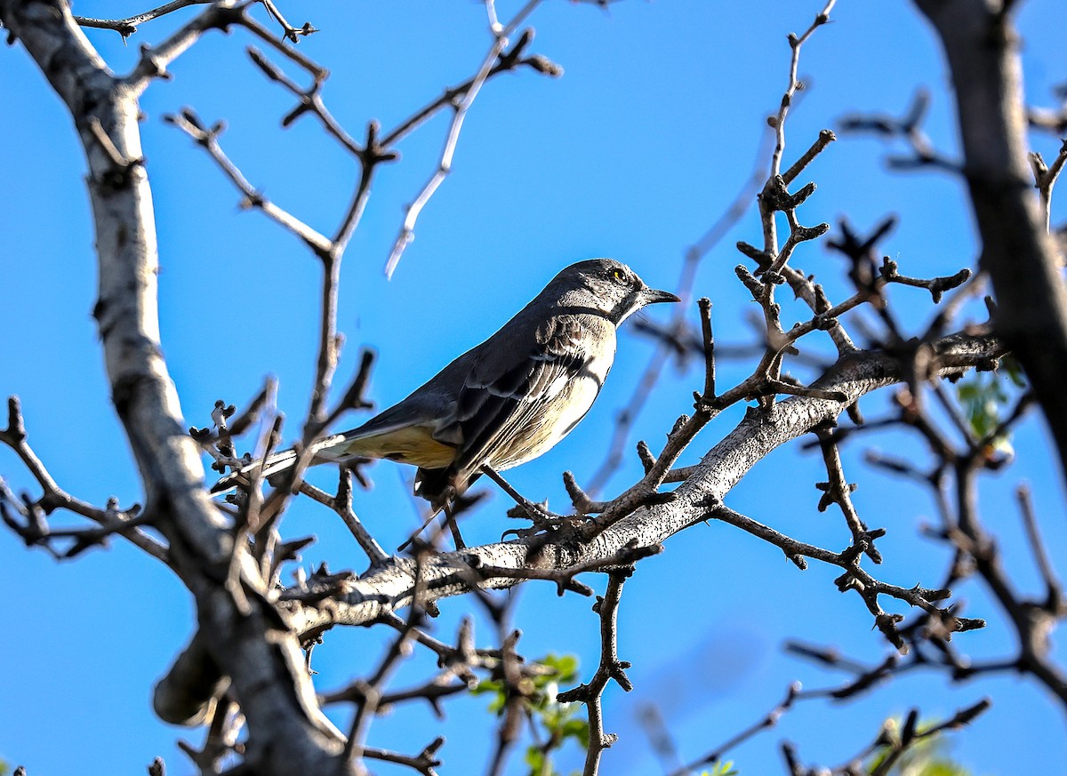 חקיינית צפונית - ML645419605