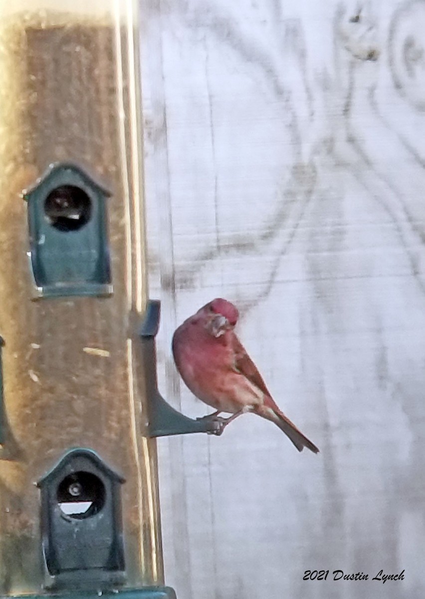 Purple Finch - ML645419608