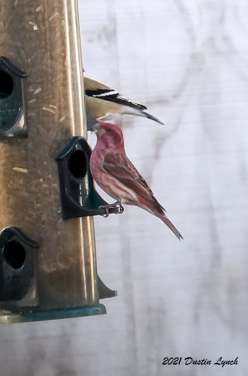 Purple Finch - ML645419609