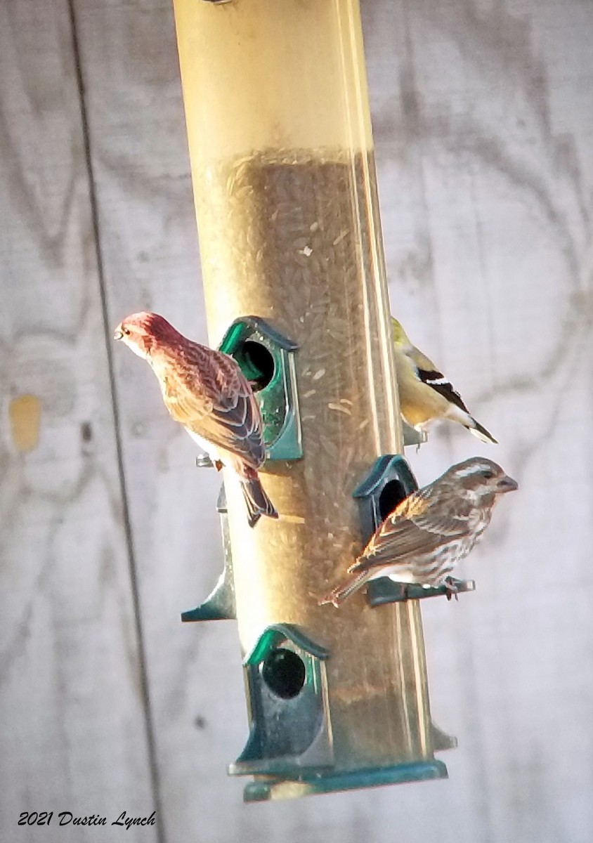 Purple Finch - ML645419610