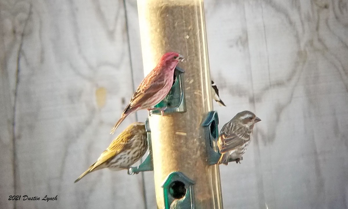 Purple Finch - ML645419611