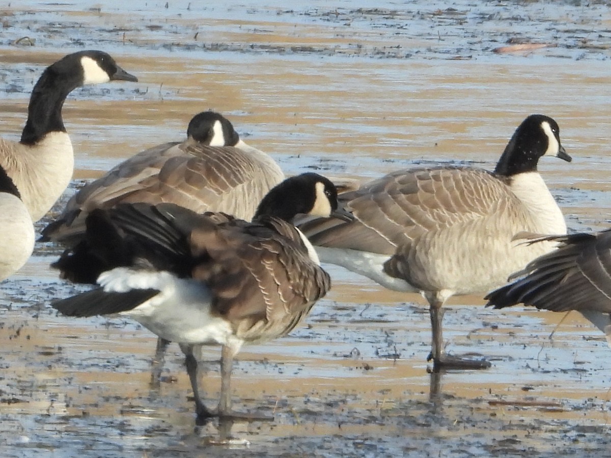 小加拿大雁 - ML645419622