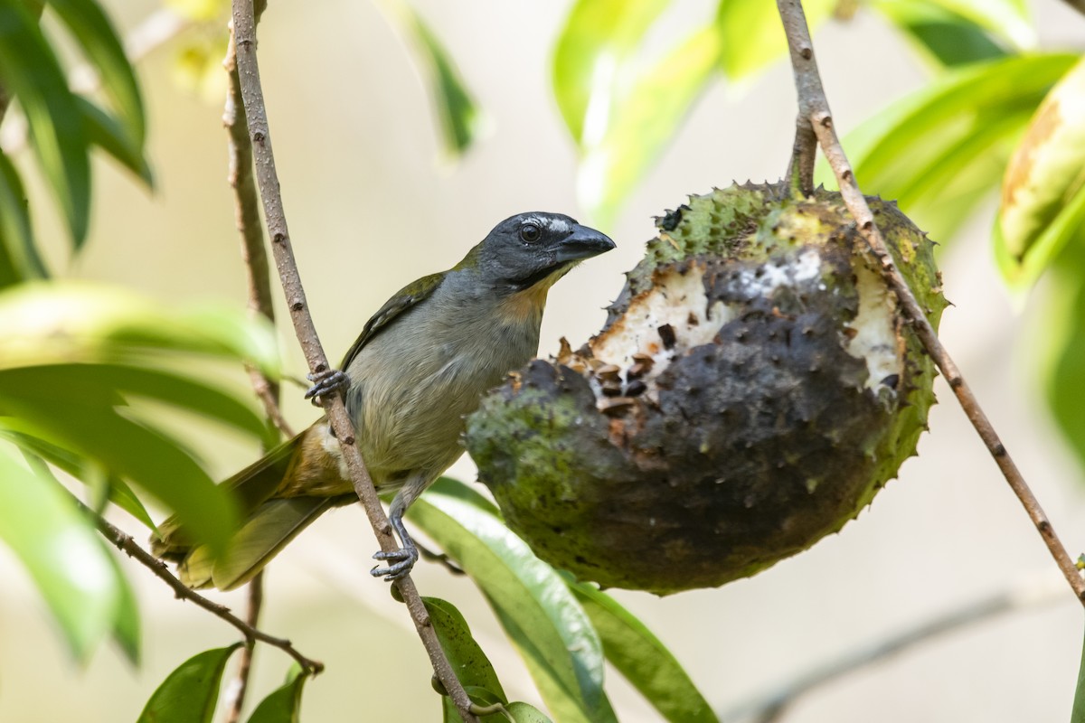 Buff-throated Saltator - ML645419623