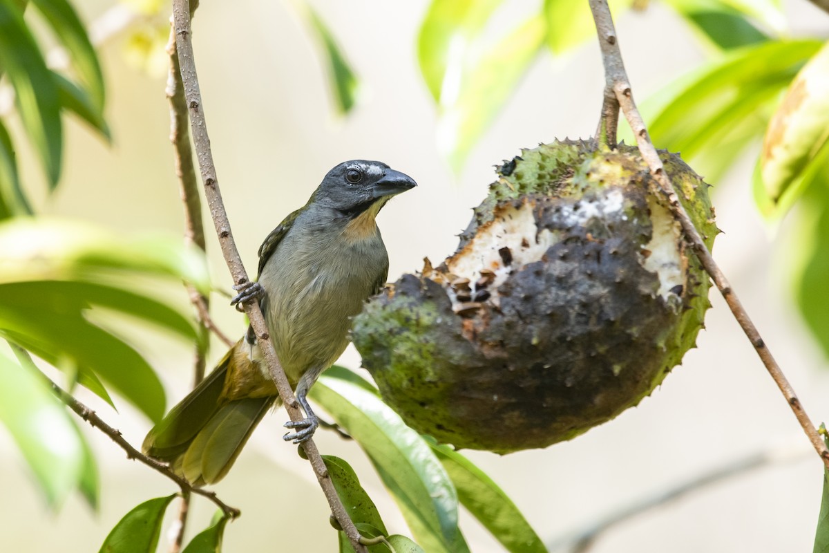 Buff-throated Saltator - ML645419624