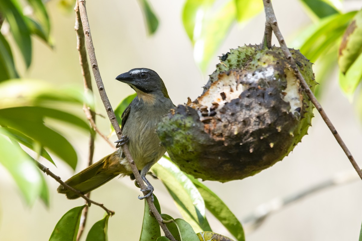 Buff-throated Saltator - ML645419625