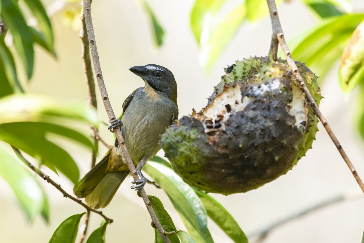 Buff-throated Saltator - ML645419626