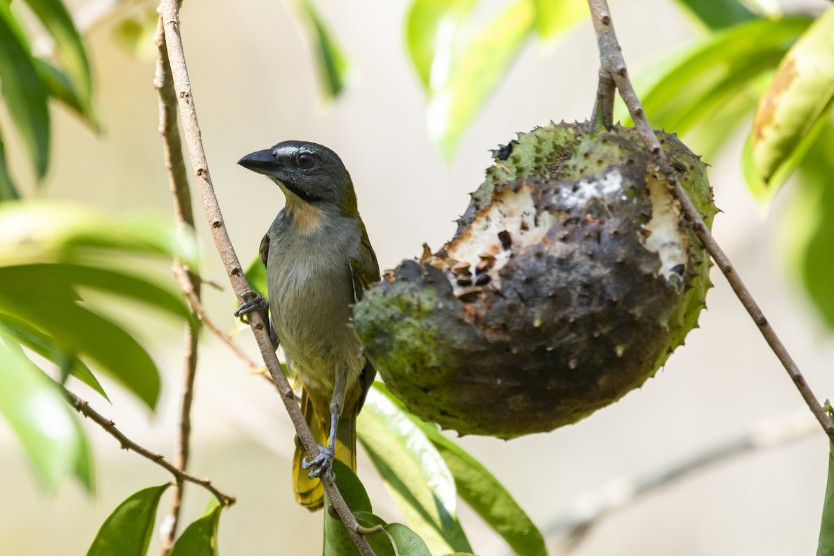 Buff-throated Saltator - ML645419627