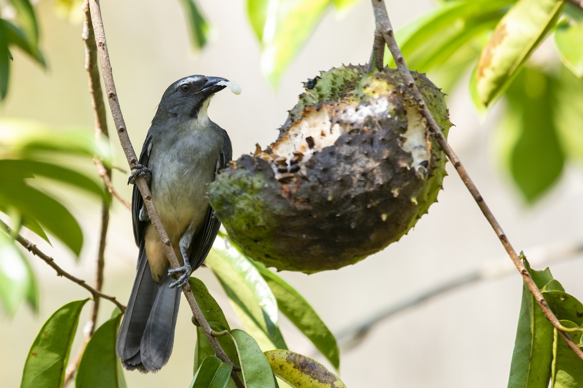 Bluish-gray Saltator - ML645419628