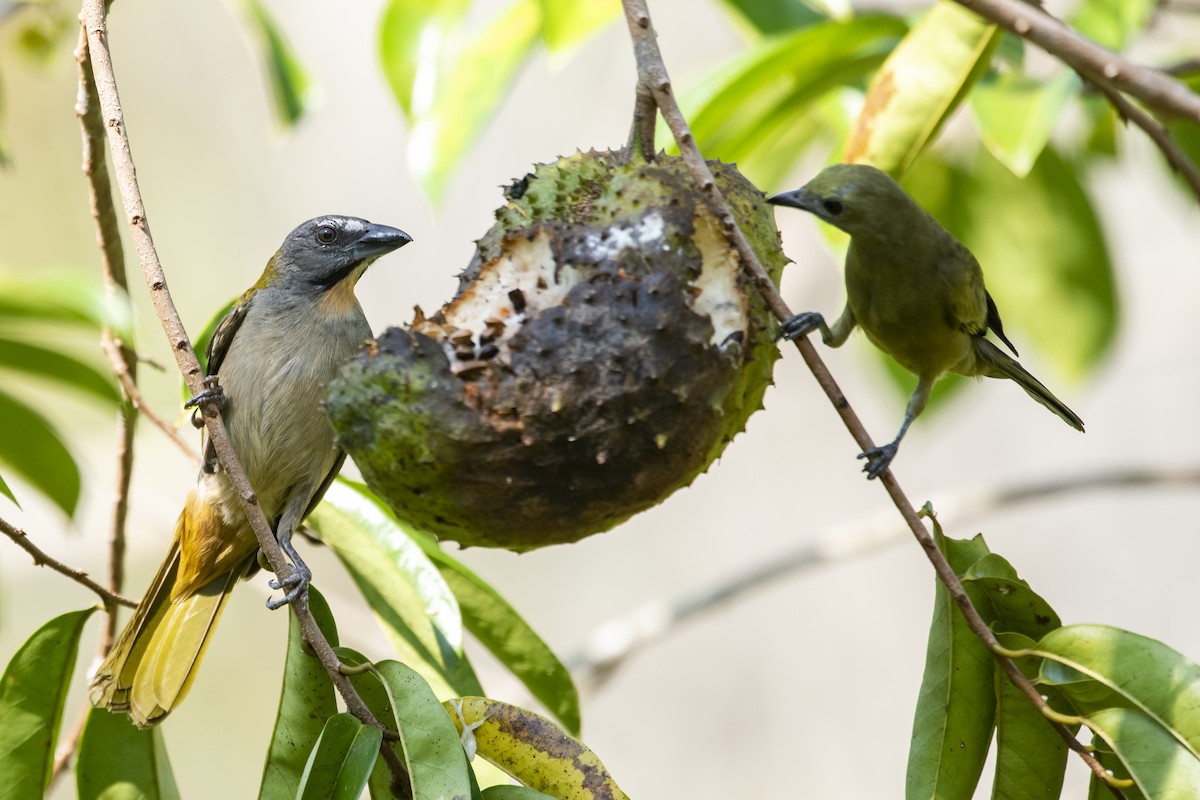 Buff-throated Saltator - ML645419629