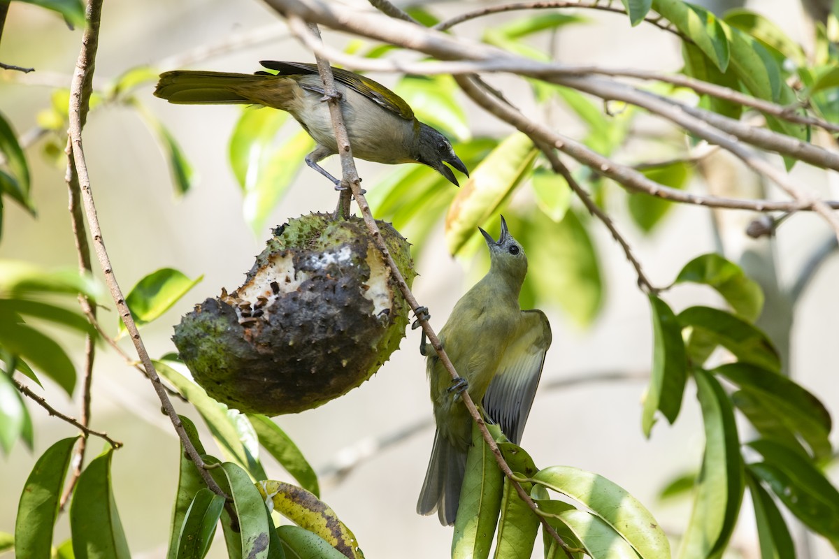 Buff-throated Saltator - ML645419630
