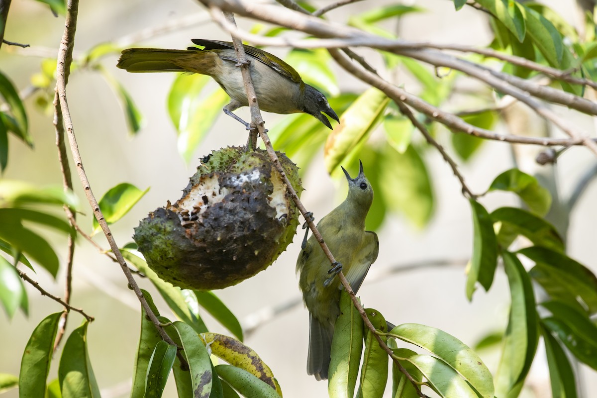 Buff-throated Saltator - ML645419631
