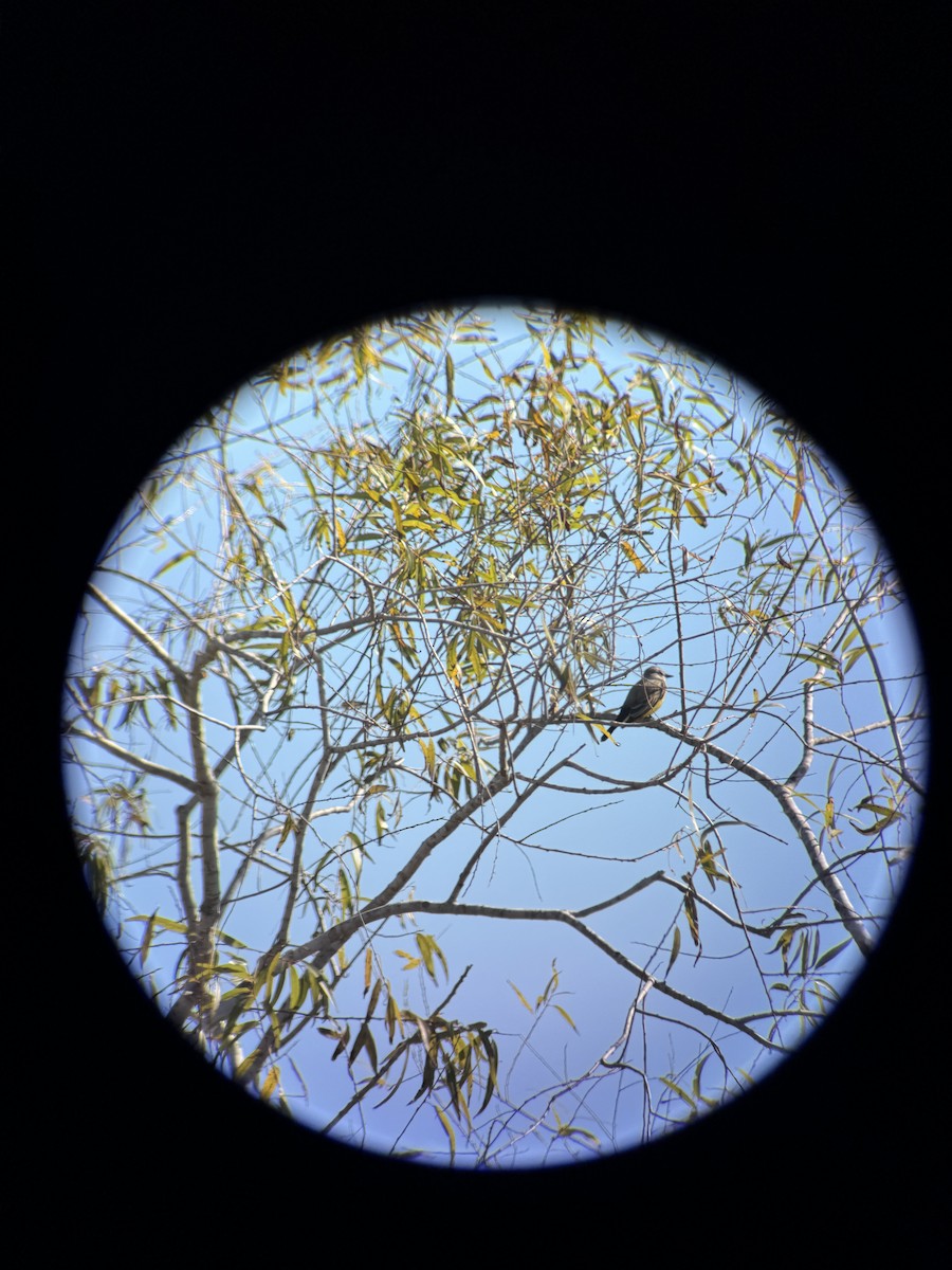 Western Kingbird - ML645419632