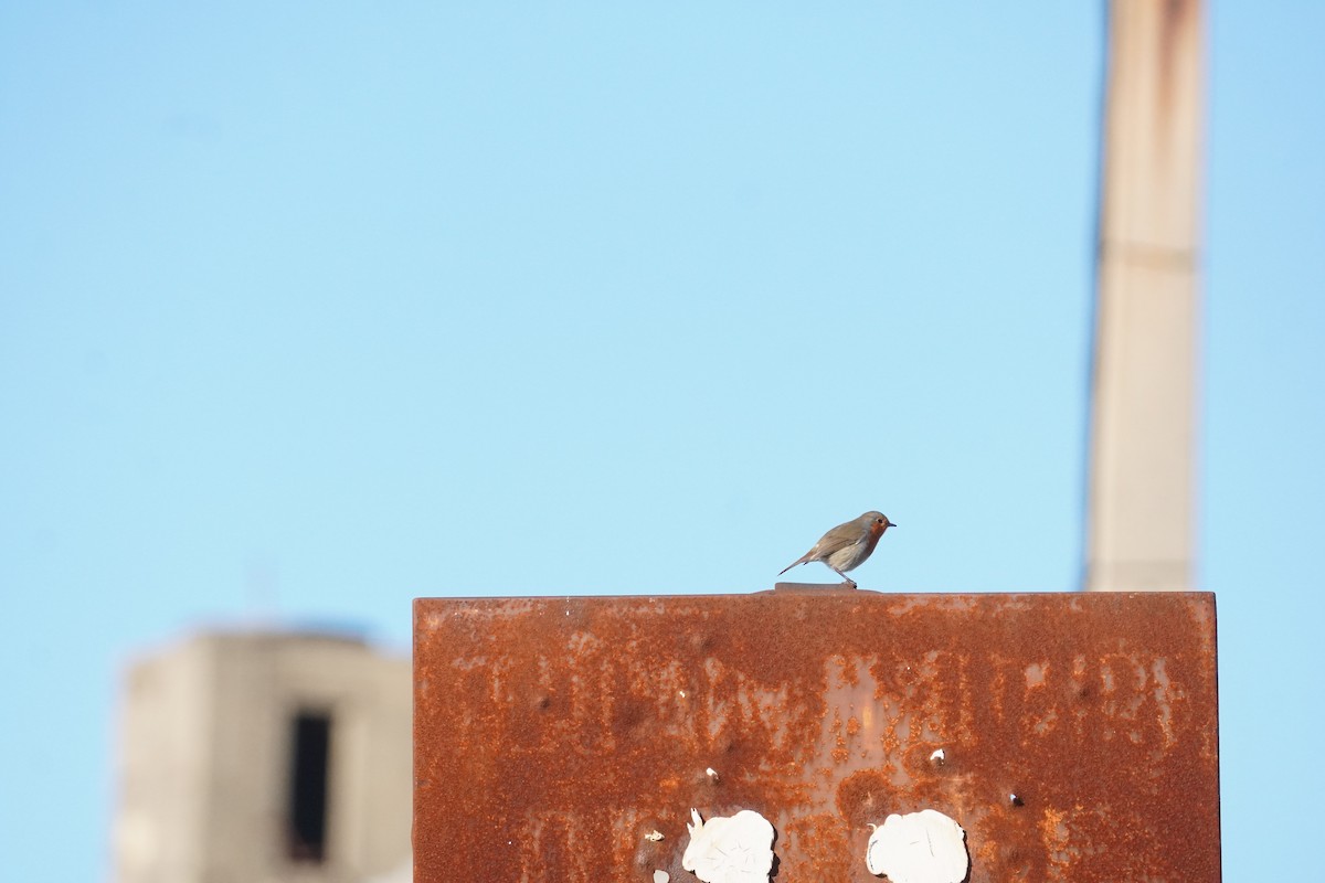 červenka obecná - ML645419635