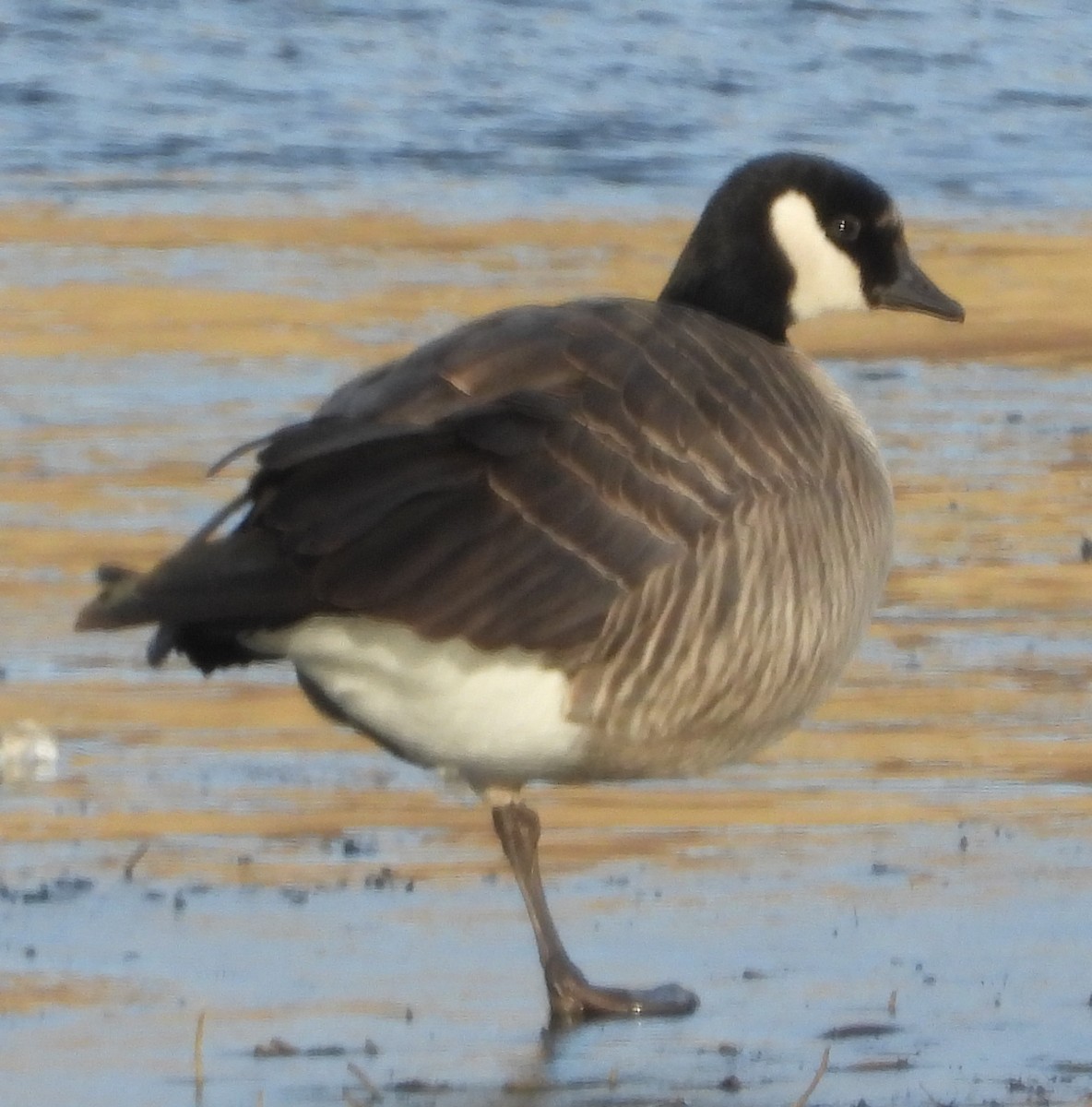 小加拿大雁 - ML645419636