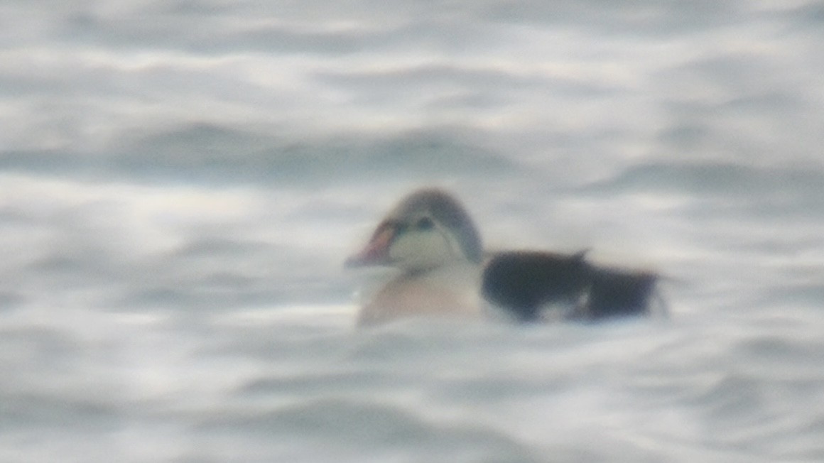 King Eider - ML645419637