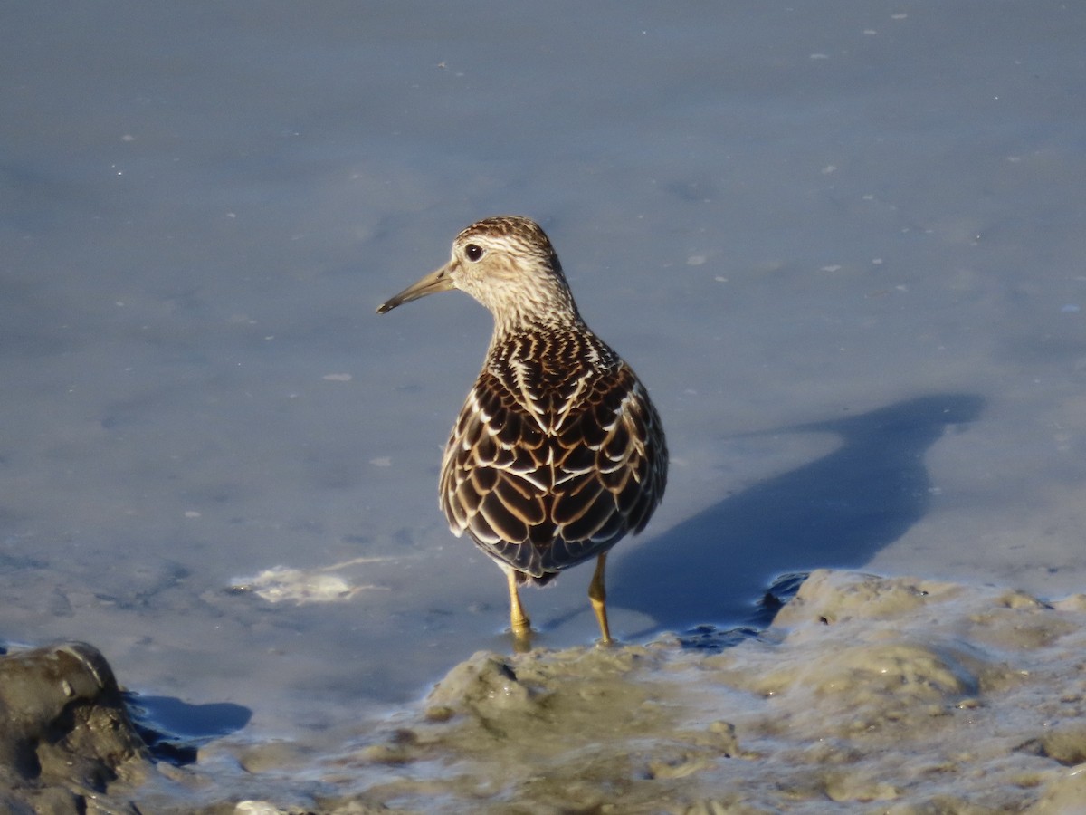 jespák skvrnitý - ML645419638