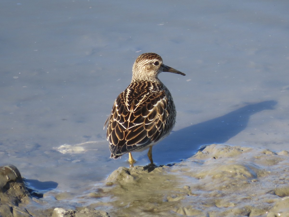 Побережник арктичний - ML645419639