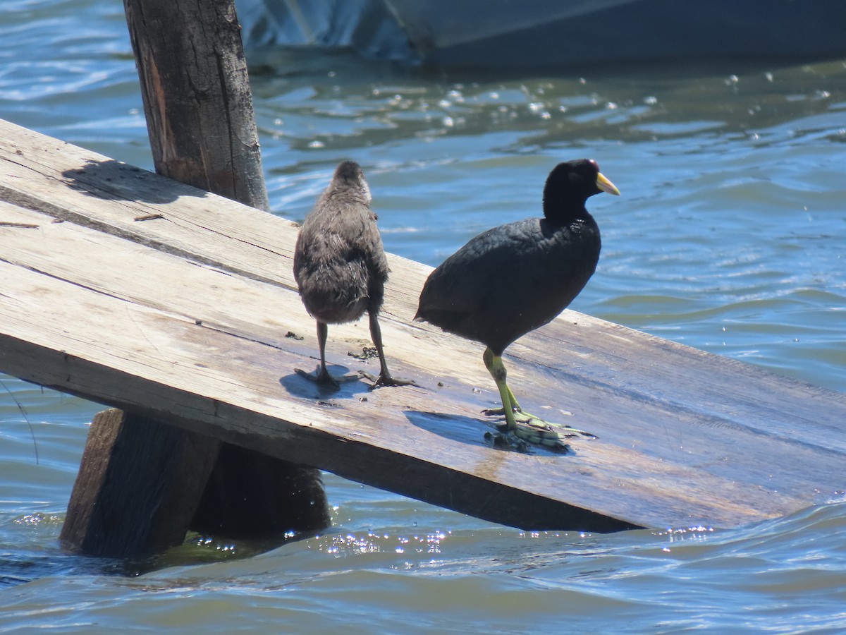 Slate-colored Coot - ML645419640