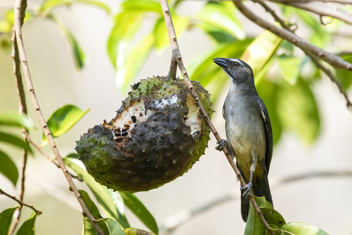 Bluish-gray Saltator - ML645419641