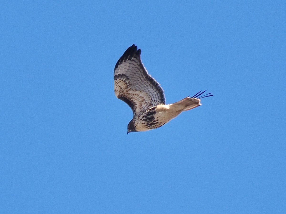 Red-tailed Hawk - ML645419642