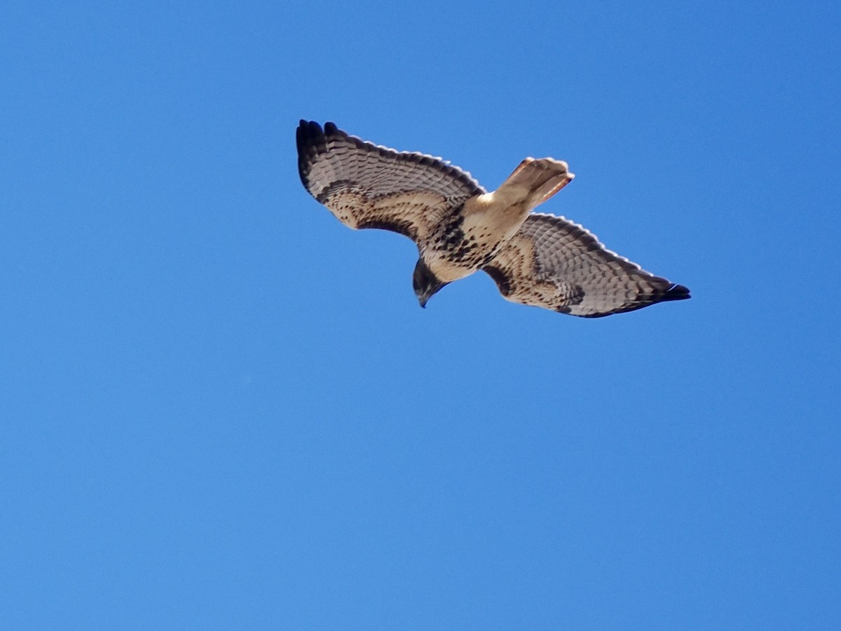 Red-tailed Hawk - ML645419643