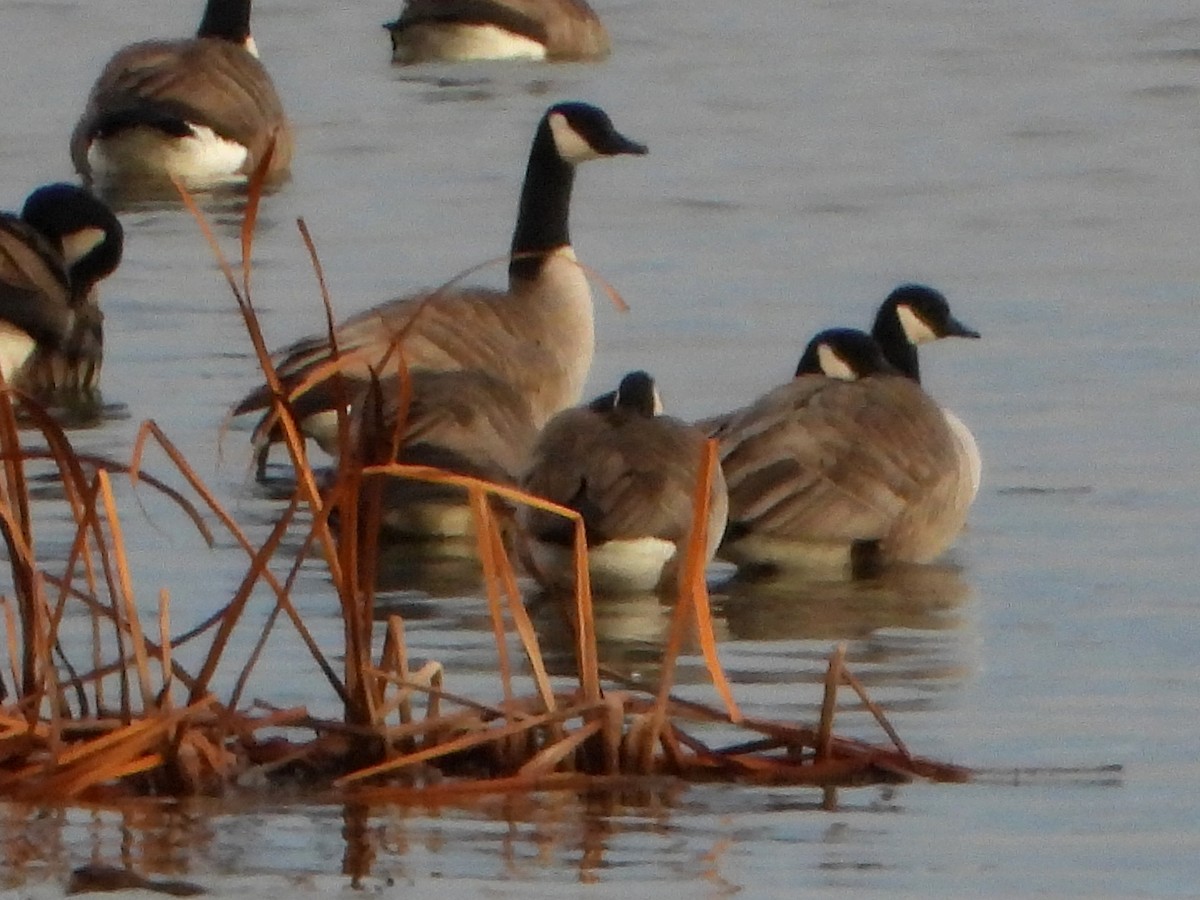 小加拿大雁 - ML645419644