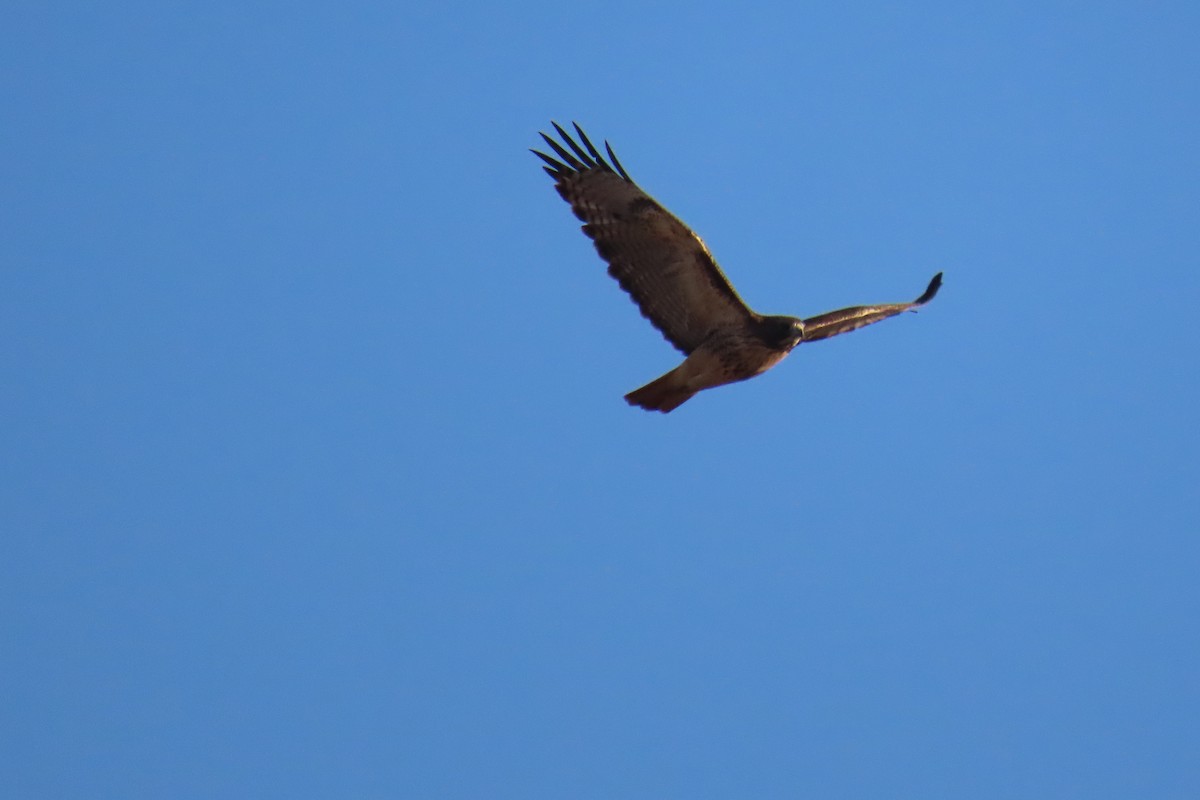 Red-tailed Hawk - ML645419647