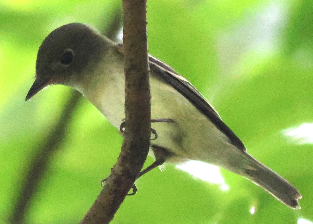 Mosquero Verdoso - ML645419648