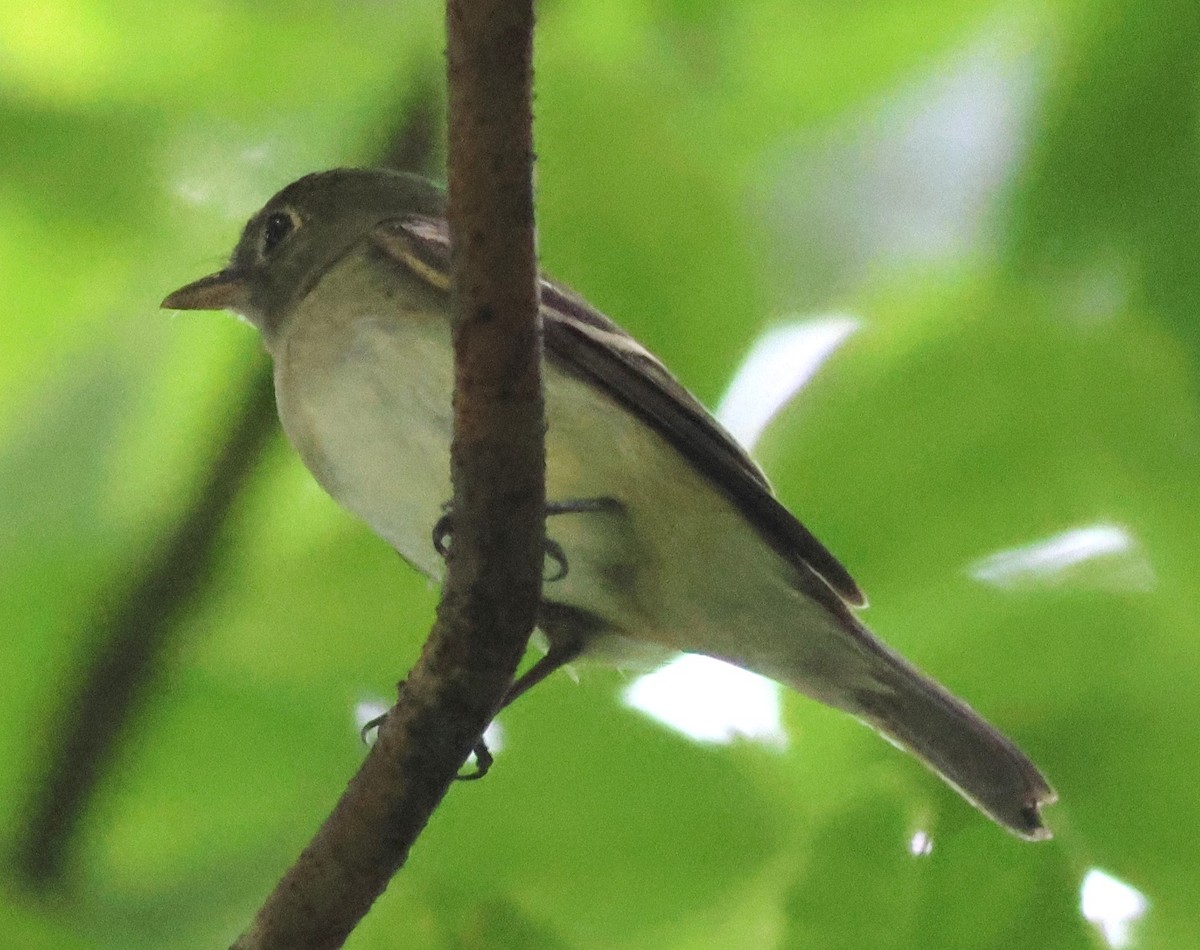 Mosquero Verdoso - ML645419649