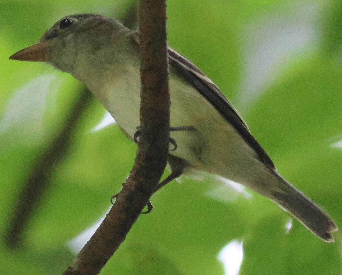 Mosquero Verdoso - ML645419650