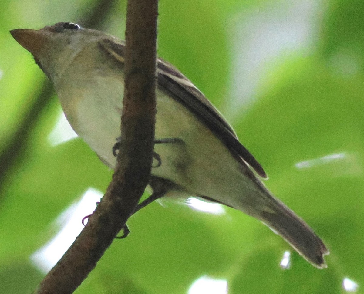 Mosquero Verdoso - ML645419651