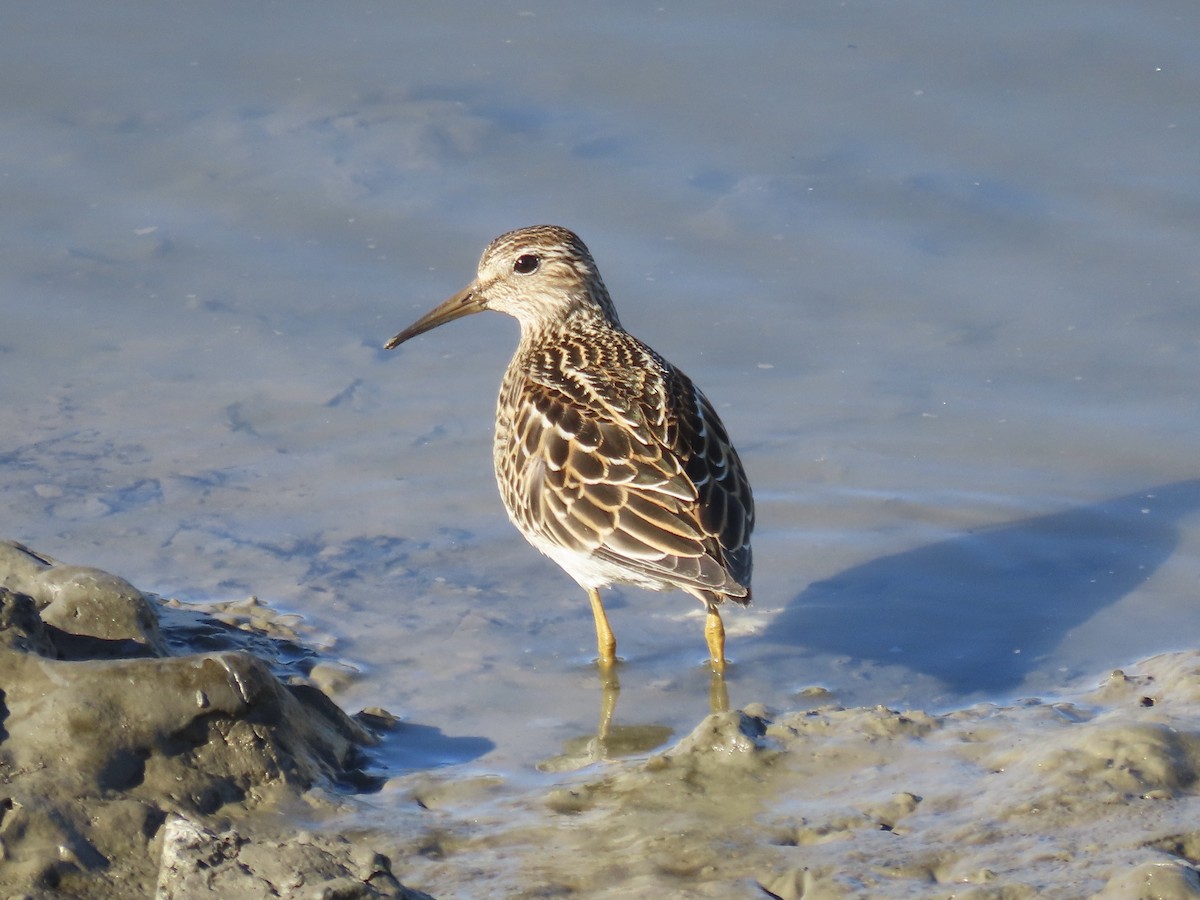 Побережник арктичний - ML645419652